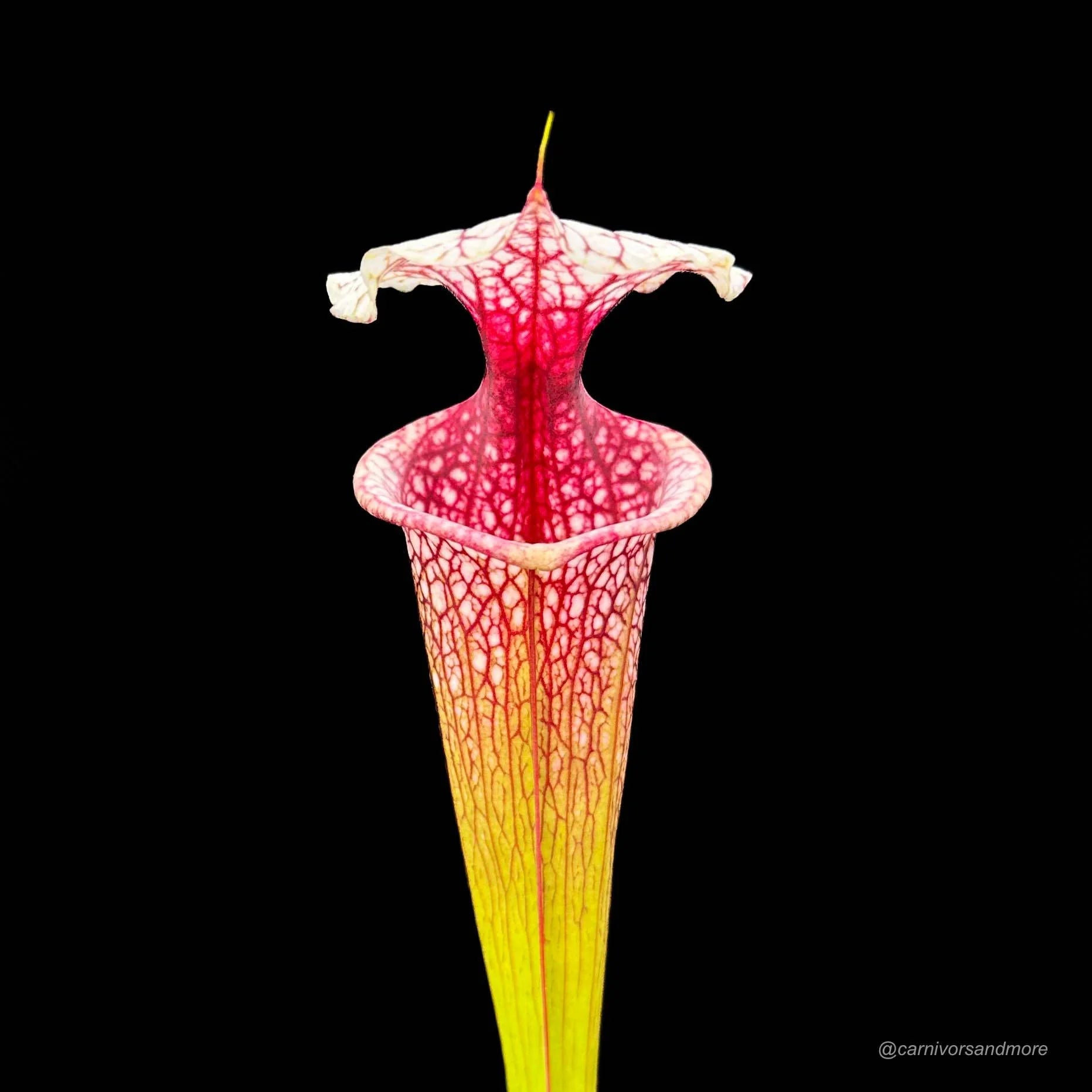 Sarracenia x „Atlas 5“ 大森食虫植物農園