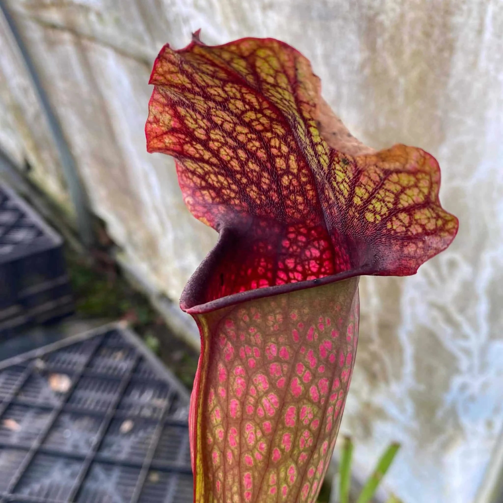 Sarracenia x „Black Sugar“ 大森食虫植物農園