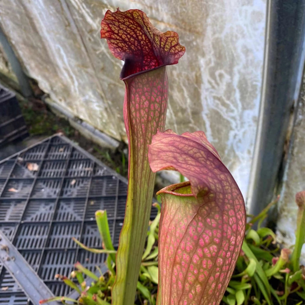 Sarracenia x „Black Sugar“ 大森食虫植物農園