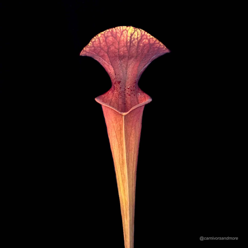 Sarracenia x „Brook’s Red“ 大森食虫植物農園