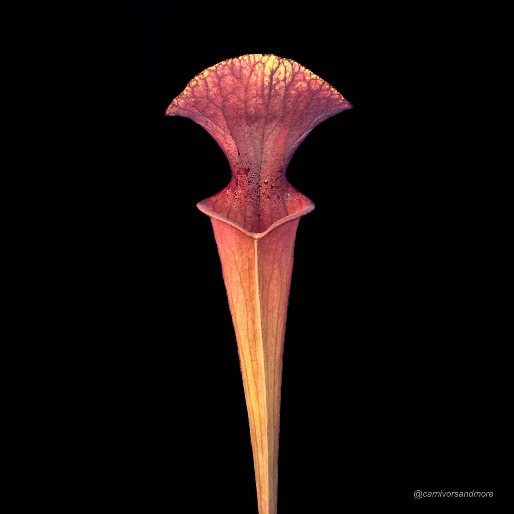 Sarracenia x „Brook’s Red“ 大森食虫植物農園