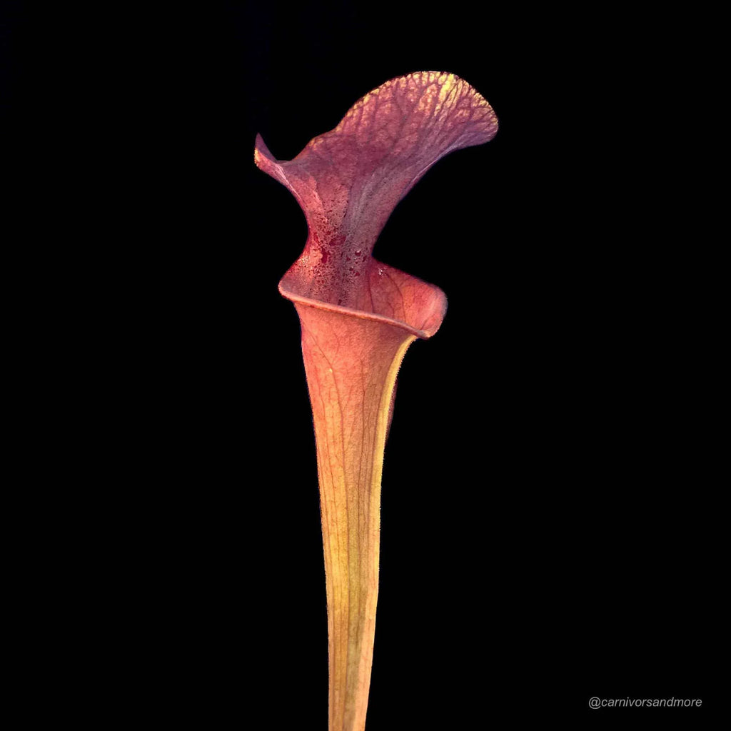 Sarracenia x „Brook’s Red“ 大森食虫植物農園