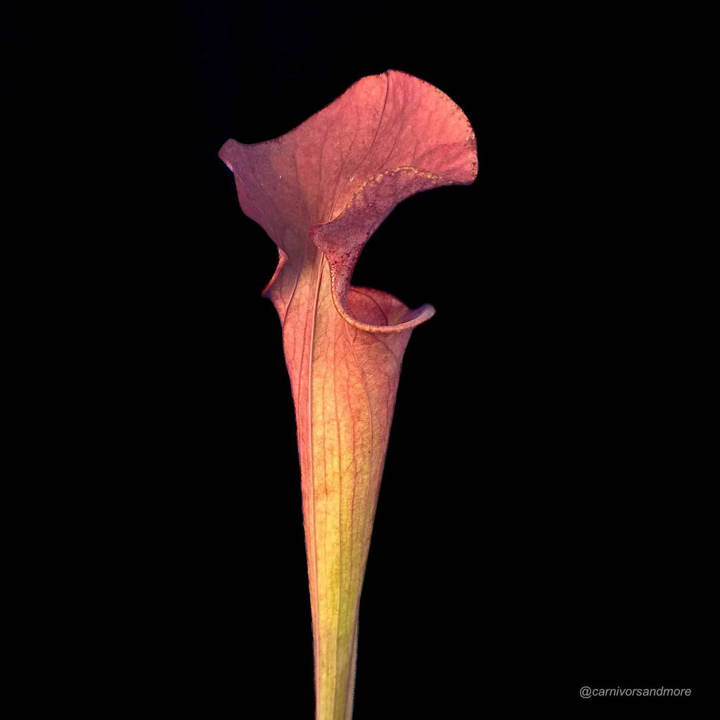 Sarracenia x „Brook’s Red“ 大森食虫植物農園
