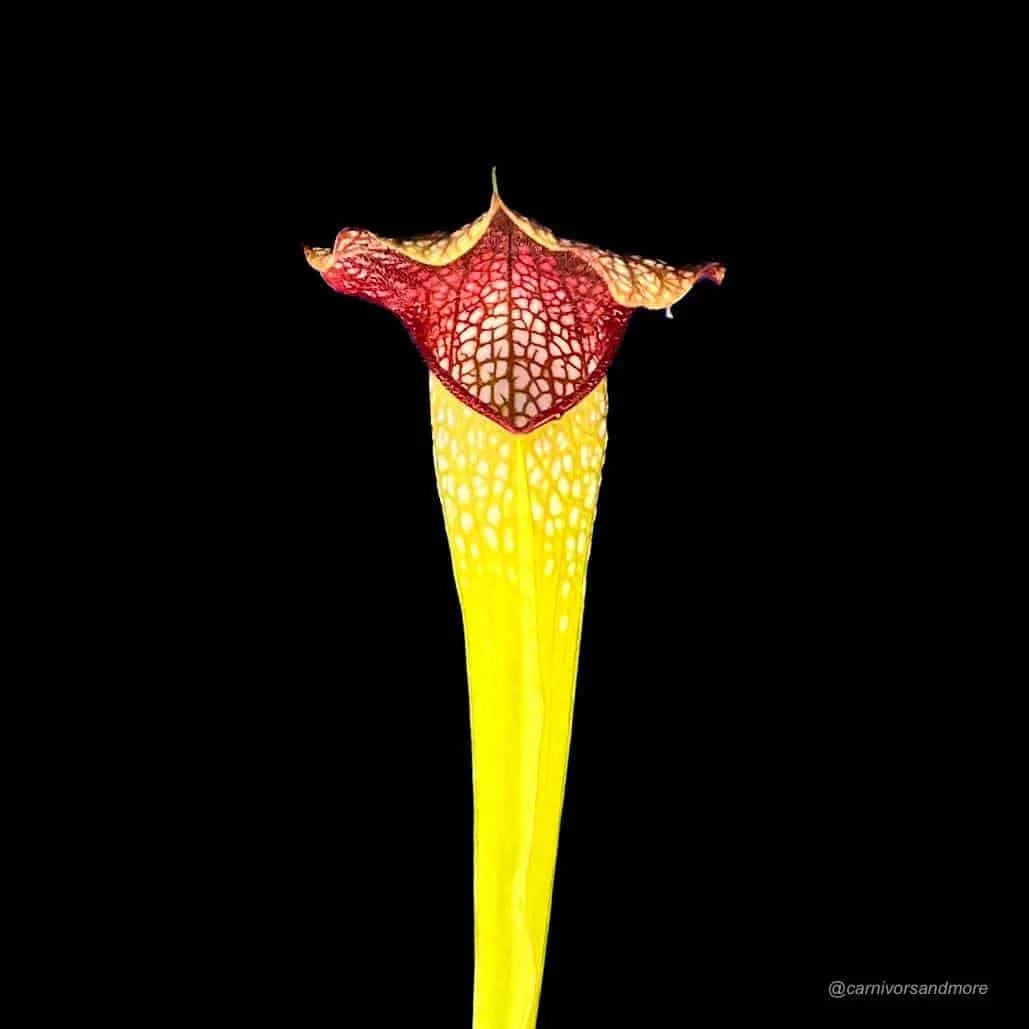 Sarracenia x „Conny“ 大森食虫植物農園