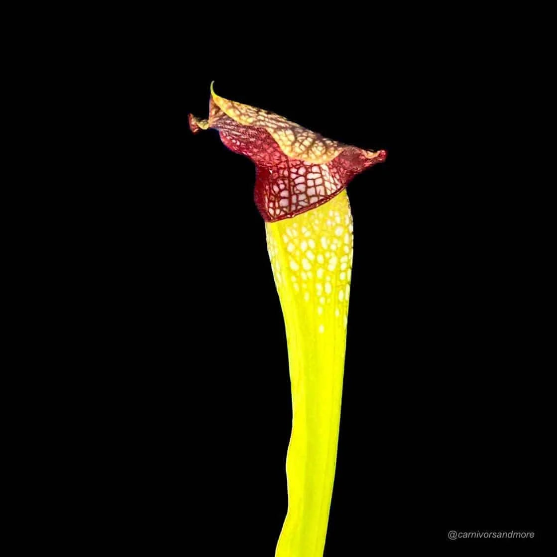 Sarracenia x „Conny“ 大森食虫植物農園