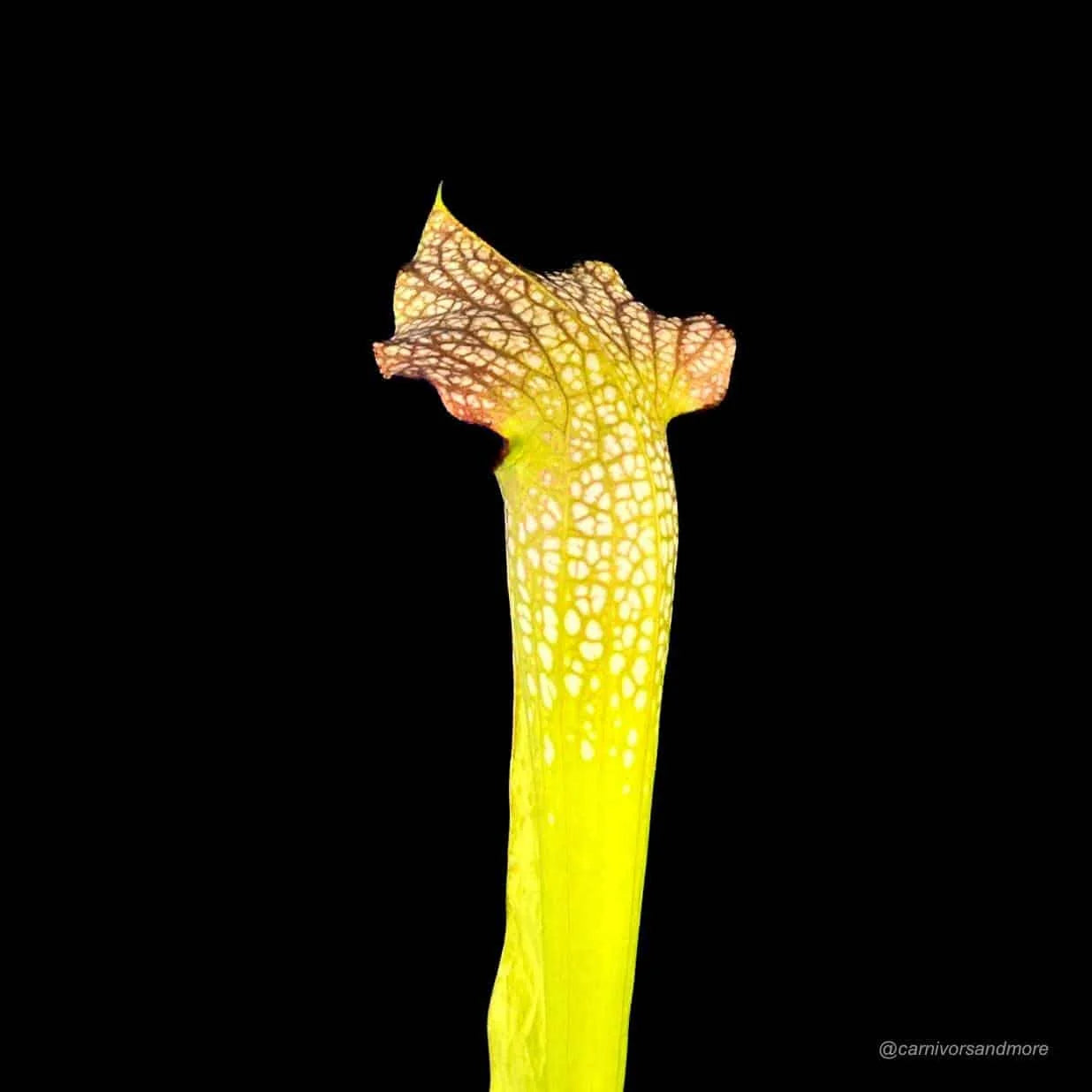 Sarracenia x „Conny“ 大森食虫植物農園