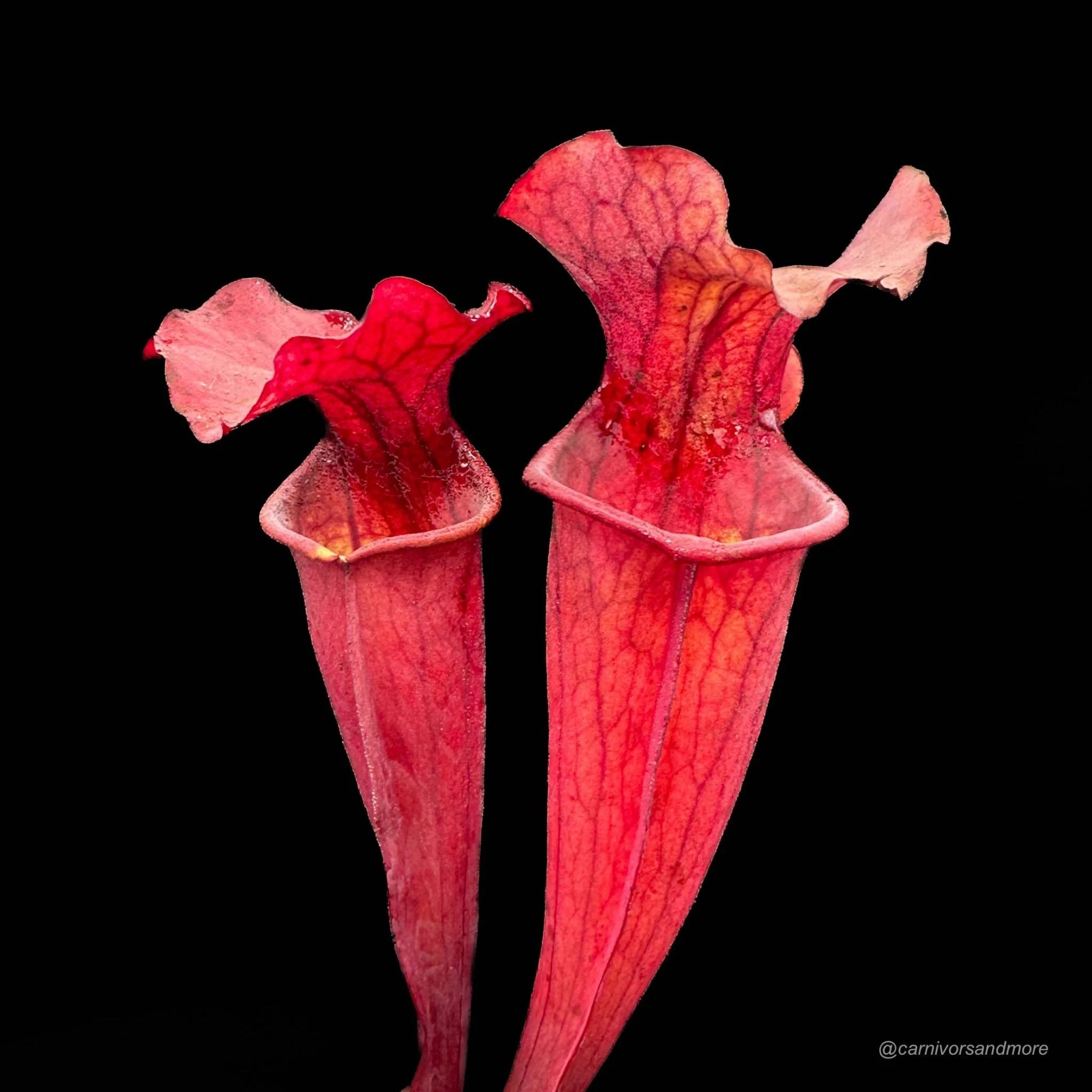 Sarracenia x „Copper Vase“ 大森食虫植物農園