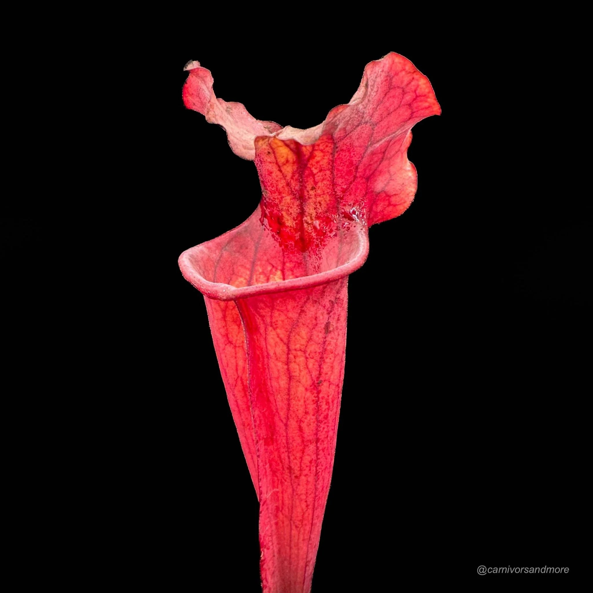 Sarracenia x „Copper Vase“ 大森食虫植物農園