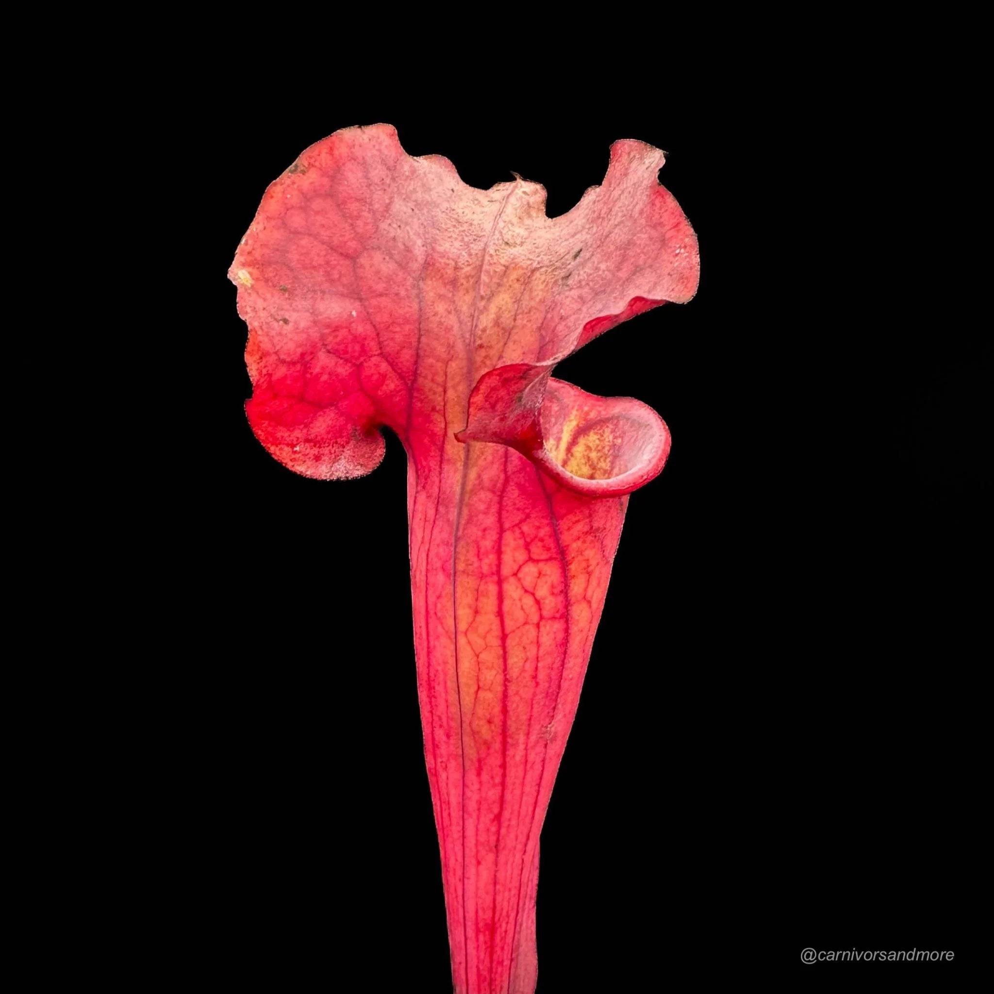 Sarracenia x „Copper Vase“ 大森食虫植物農園