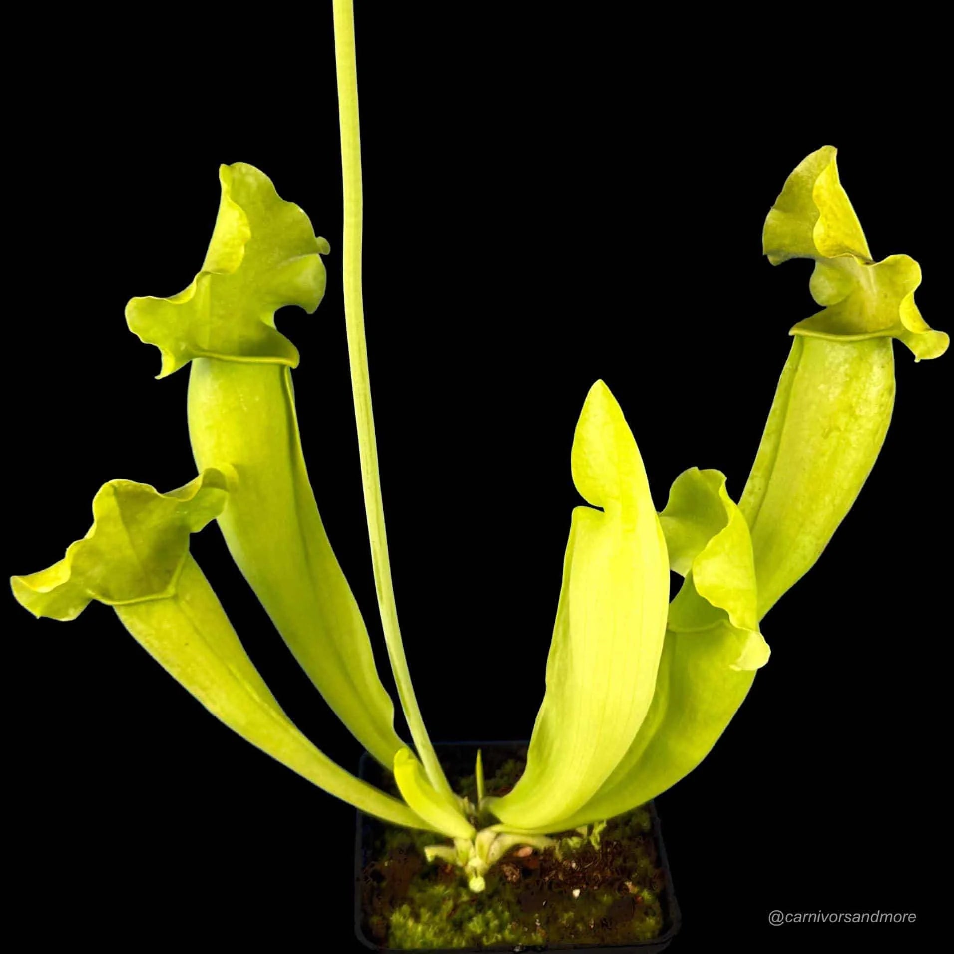 Sarracenia x „Green Lantern“ 大森食虫植物農園