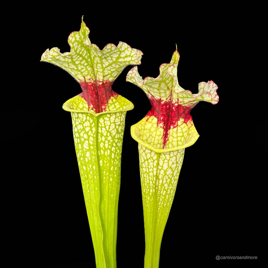 Sarracenia x „Wilkerson White Knight“ 大森食虫植物農園