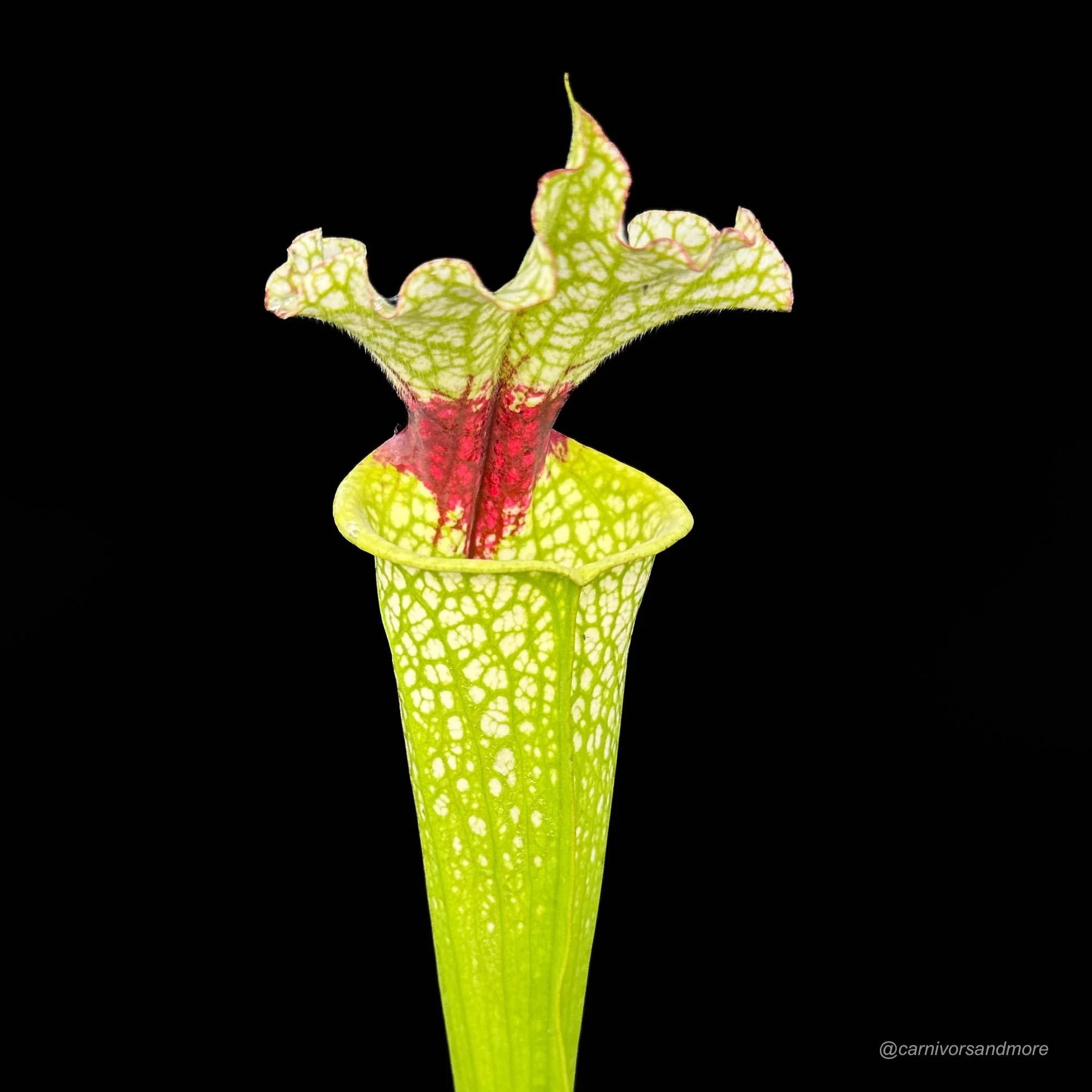Sarracenia x „Wilkerson White Knight“ 大森食虫植物農園