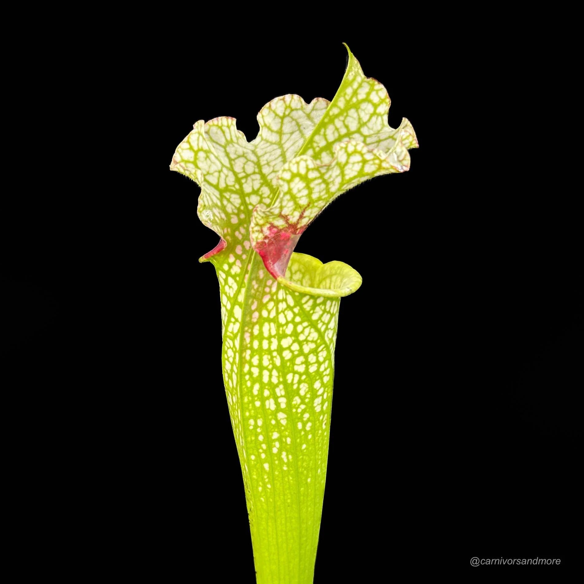 Sarracenia x „Wilkerson White Knight“ 大森食虫植物農園