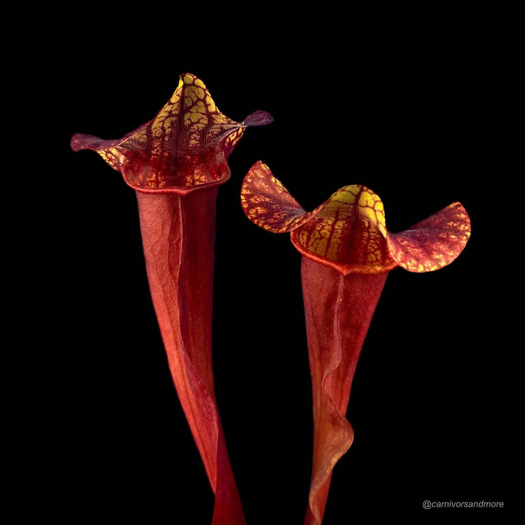 Sarracenia x catesby „Red Plant“, 20-25 cm 大森食虫植物農園