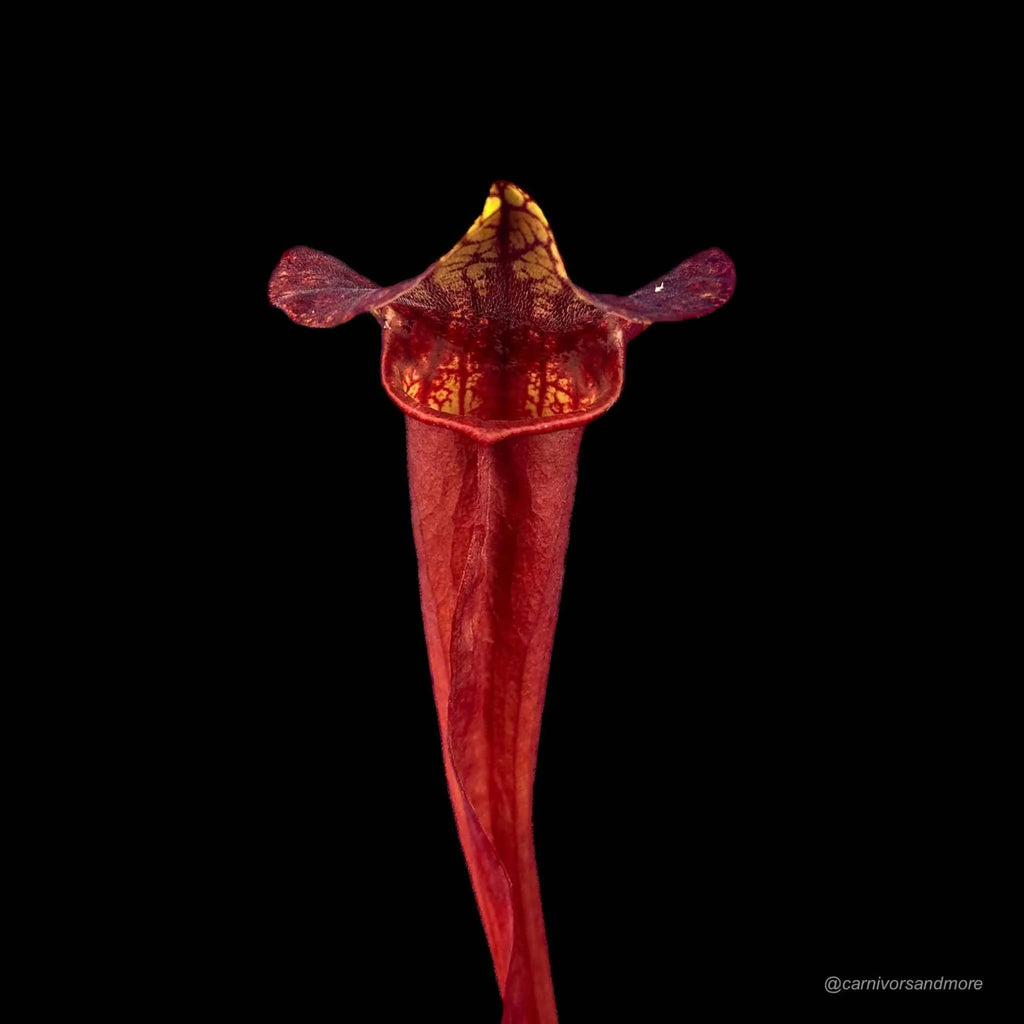 Sarracenia x catesby „Red Plant“, 20-25 cm 大森食虫植物農園