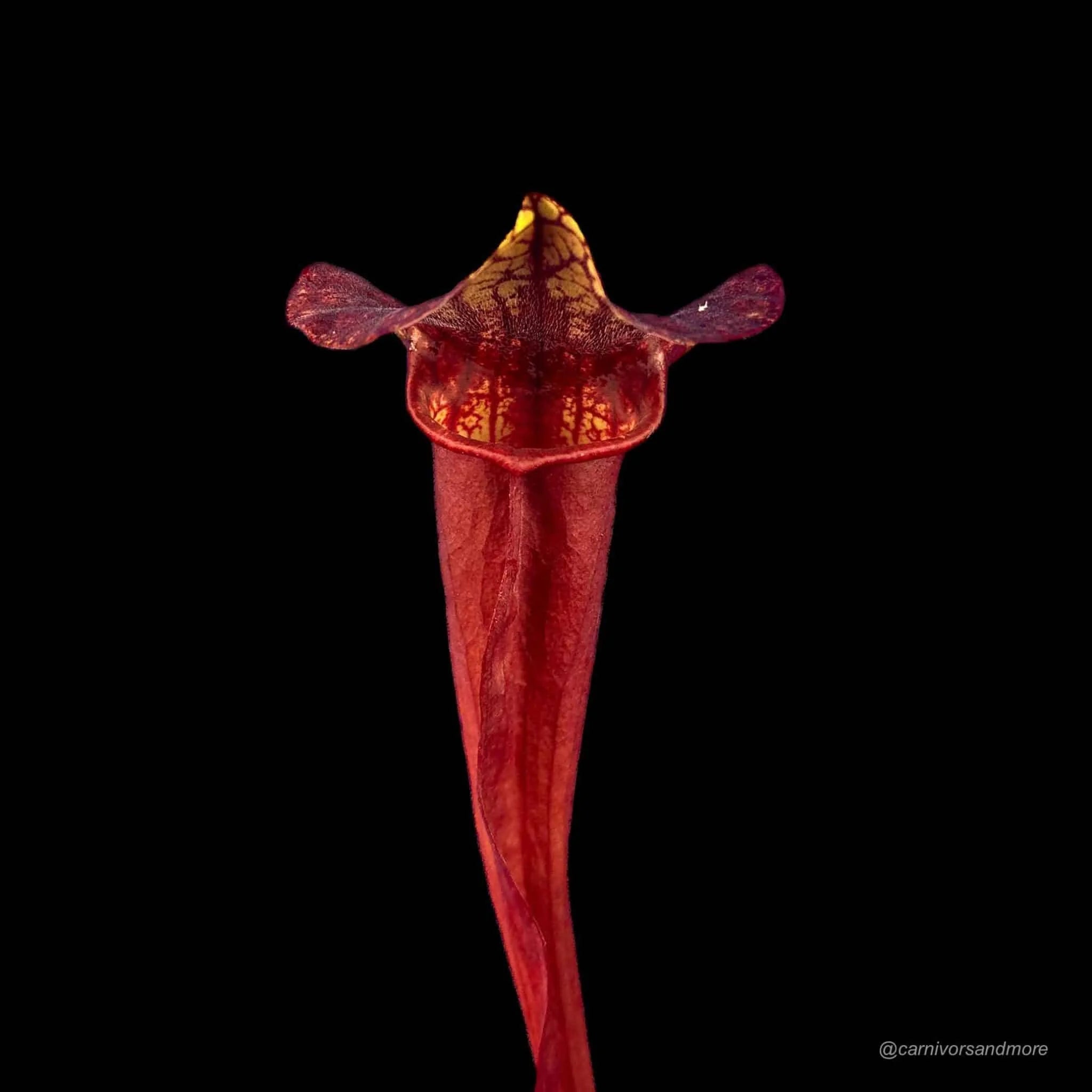Sarracenia x catesby „Red Plant“, 20-25 cm 大森食虫植物農園