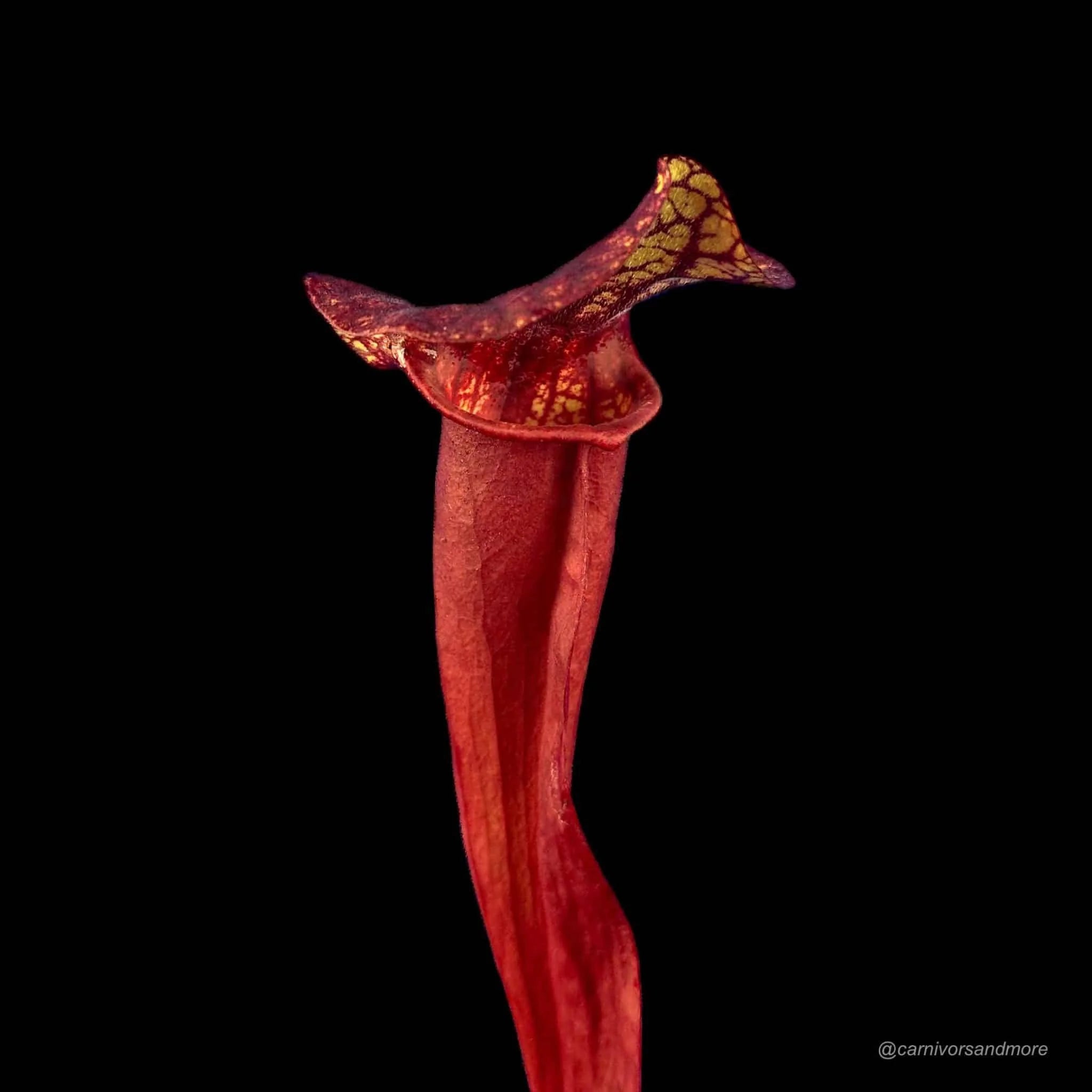 Sarracenia x catesby „Red Plant“, 20-25 cm 大森食虫植物農園