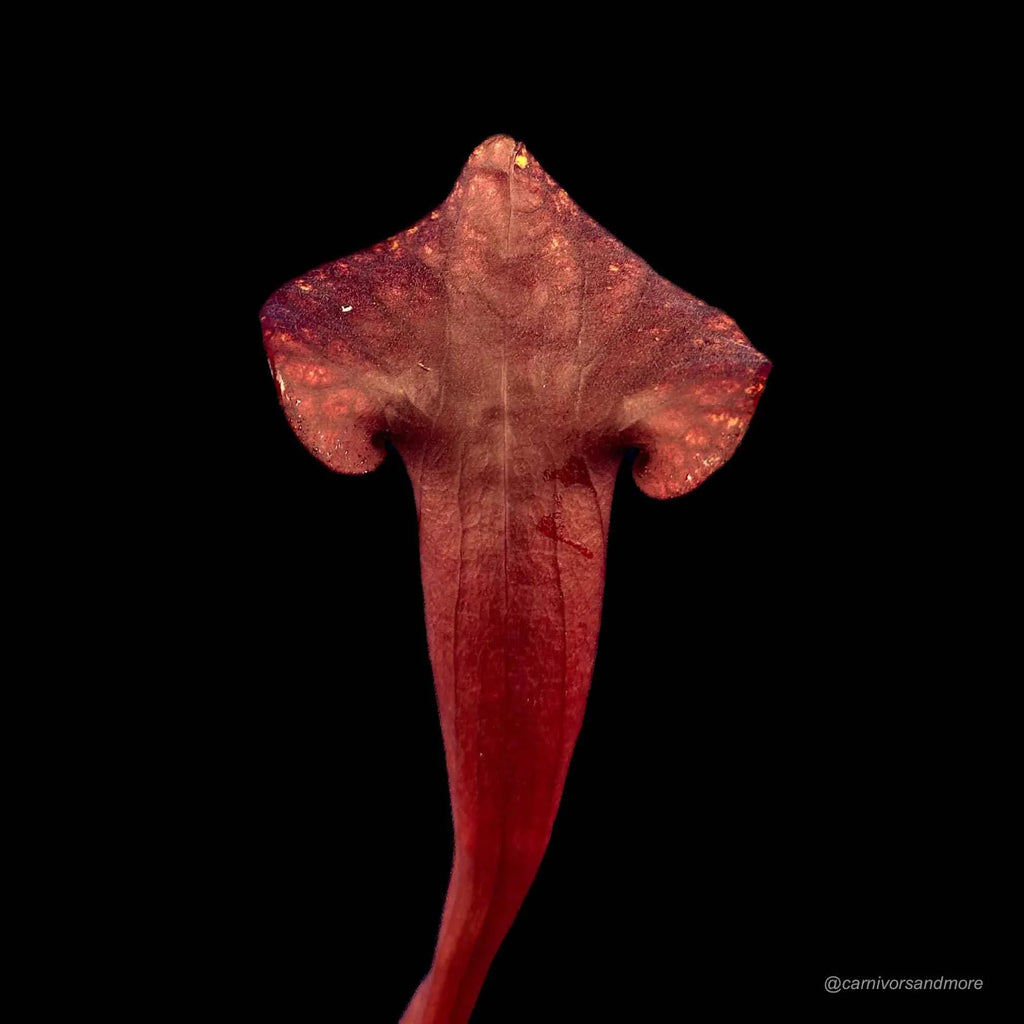 Sarracenia x catesby „Red Plant“, 20-25 cm 大森食虫植物農園
