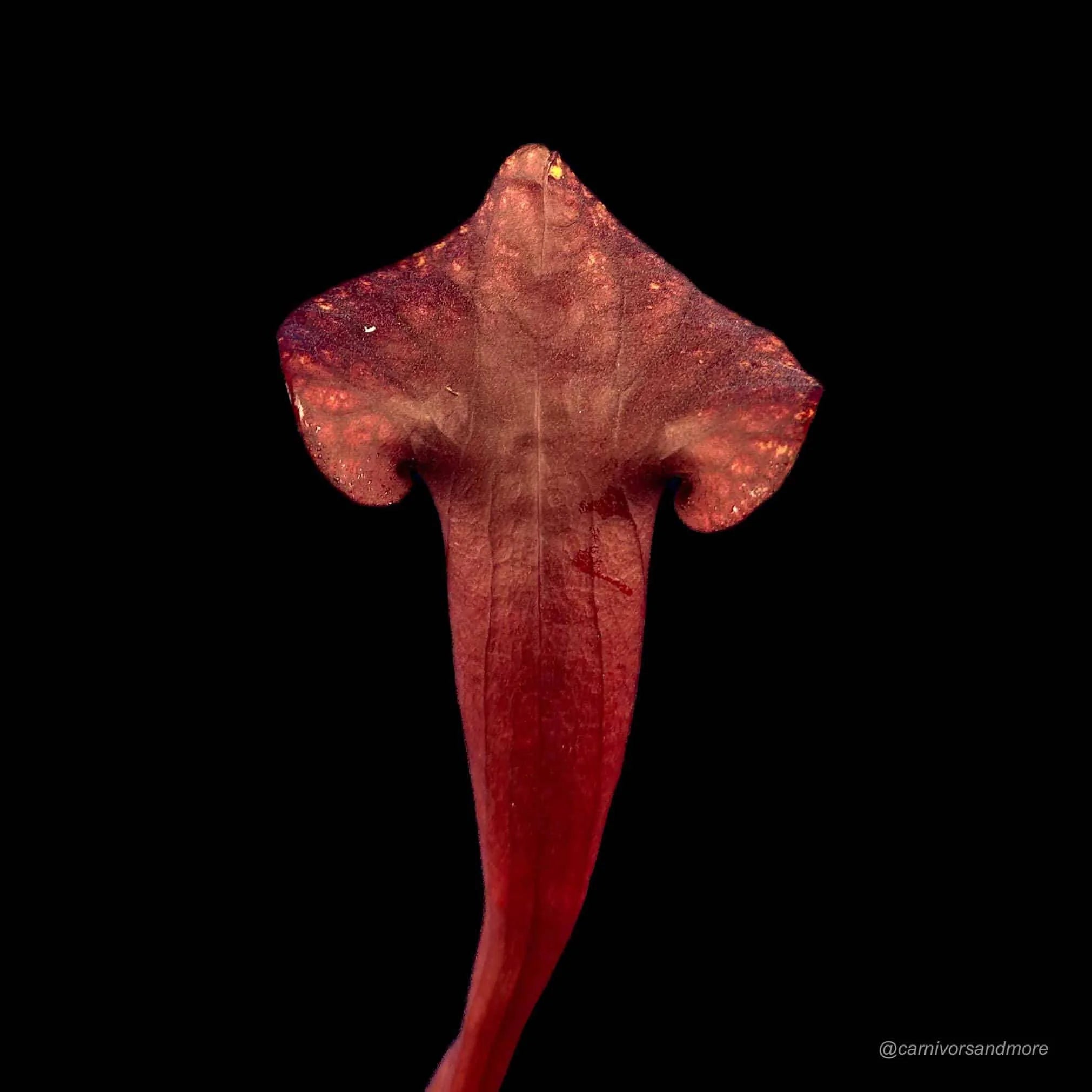 Sarracenia x catesby „Red Plant“, 20-25 cm 大森食虫植物農園