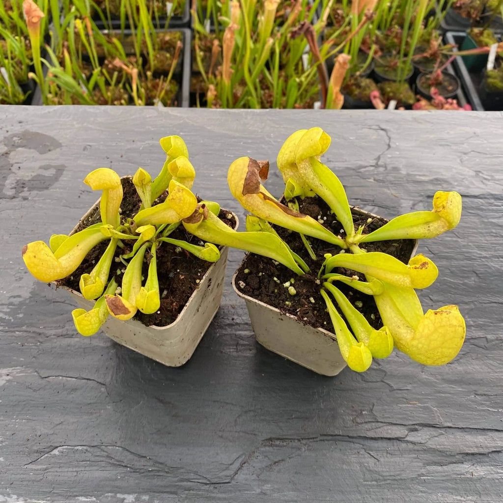 Sarracenia x courtii anto freeﾠ 大森食虫植物農園