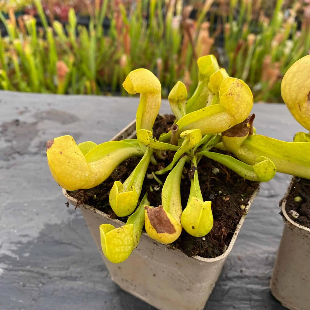 Sarracenia x courtii anto freeﾠ 大森食虫植物農園