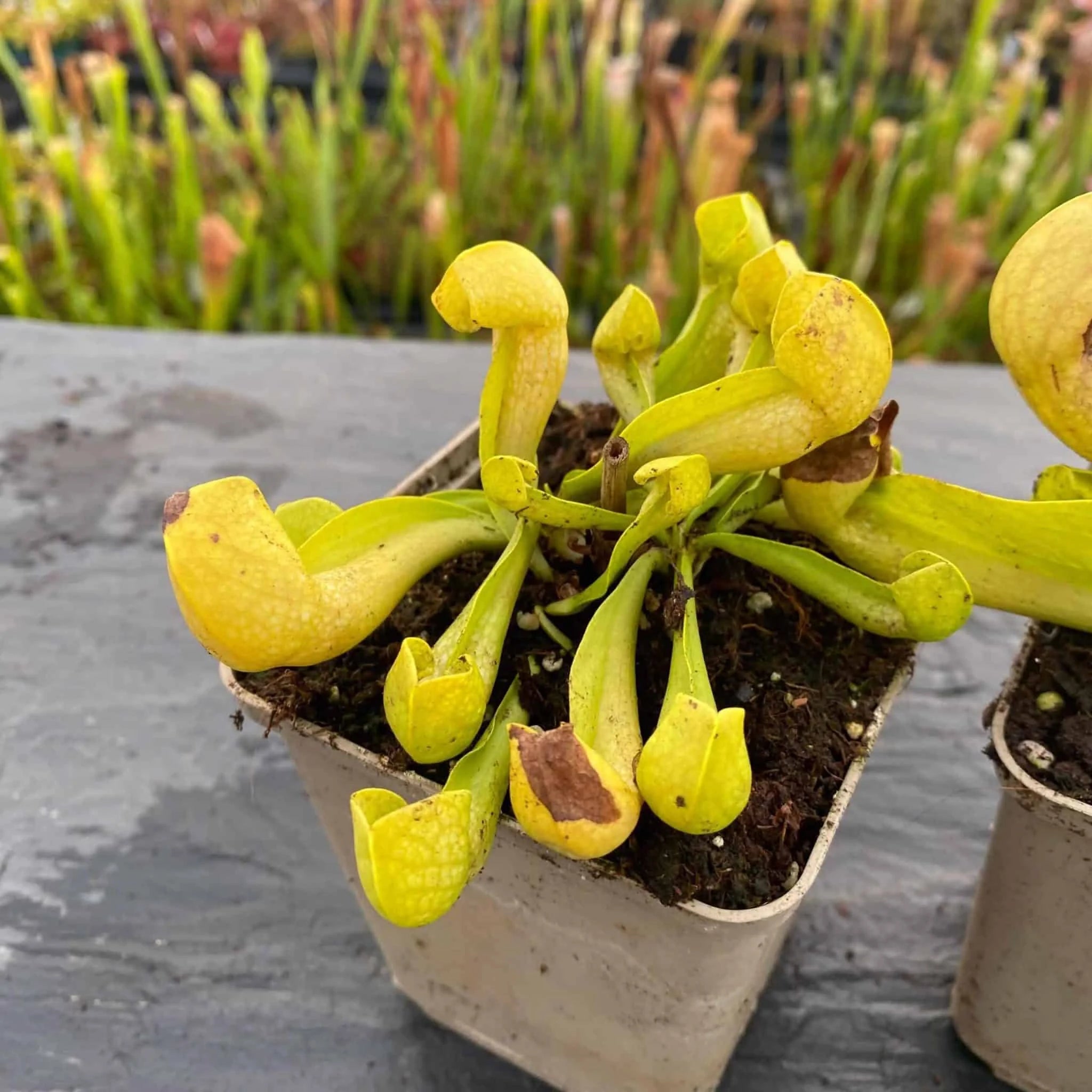 Sarracenia x courtii anto freeﾠ 大森食虫植物農園