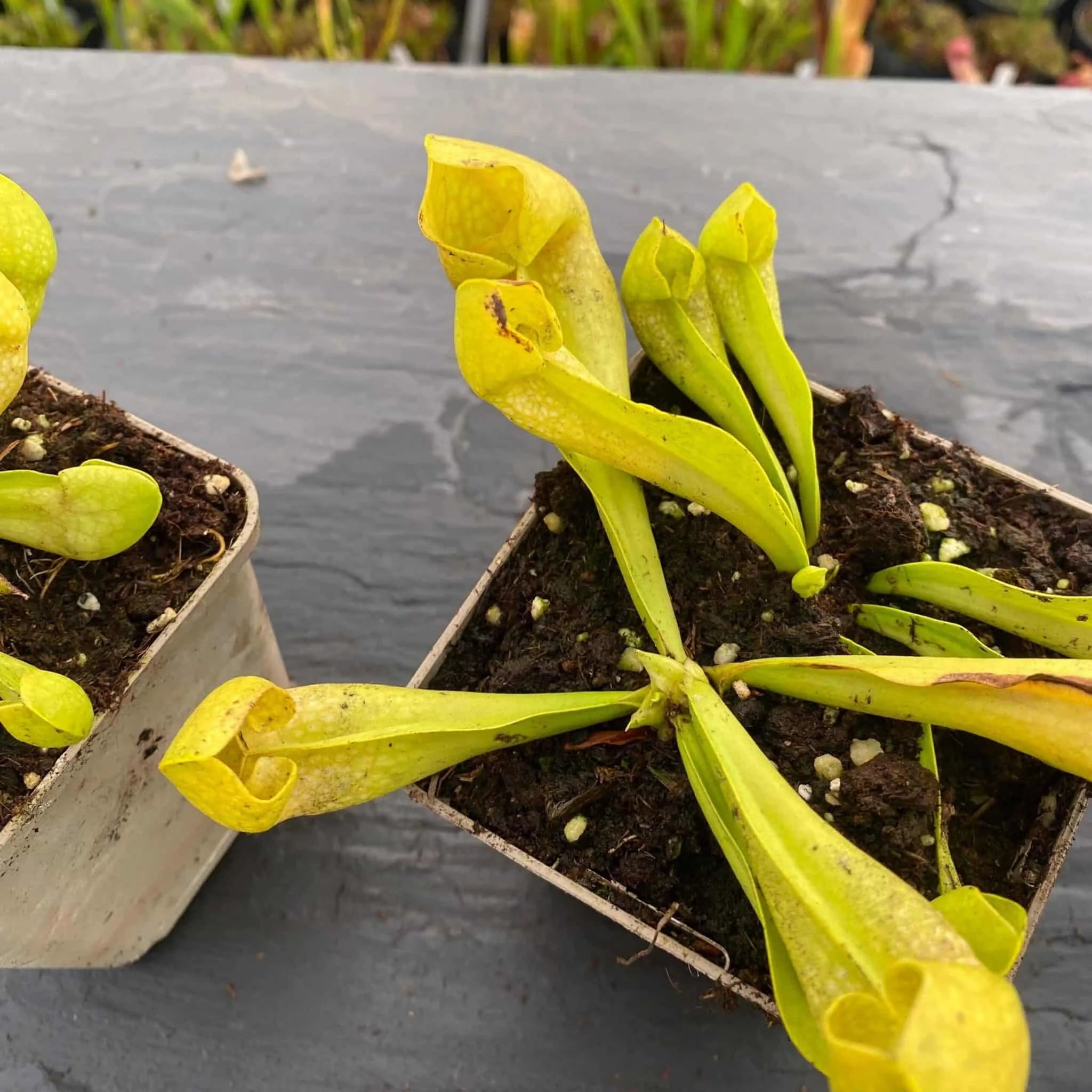 Sarracenia x courtii anto freeﾠ 大森食虫植物農園