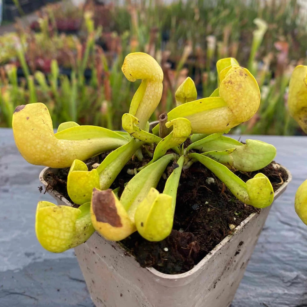 Sarracenia x courtii anto freeﾠ 大森食虫植物農園