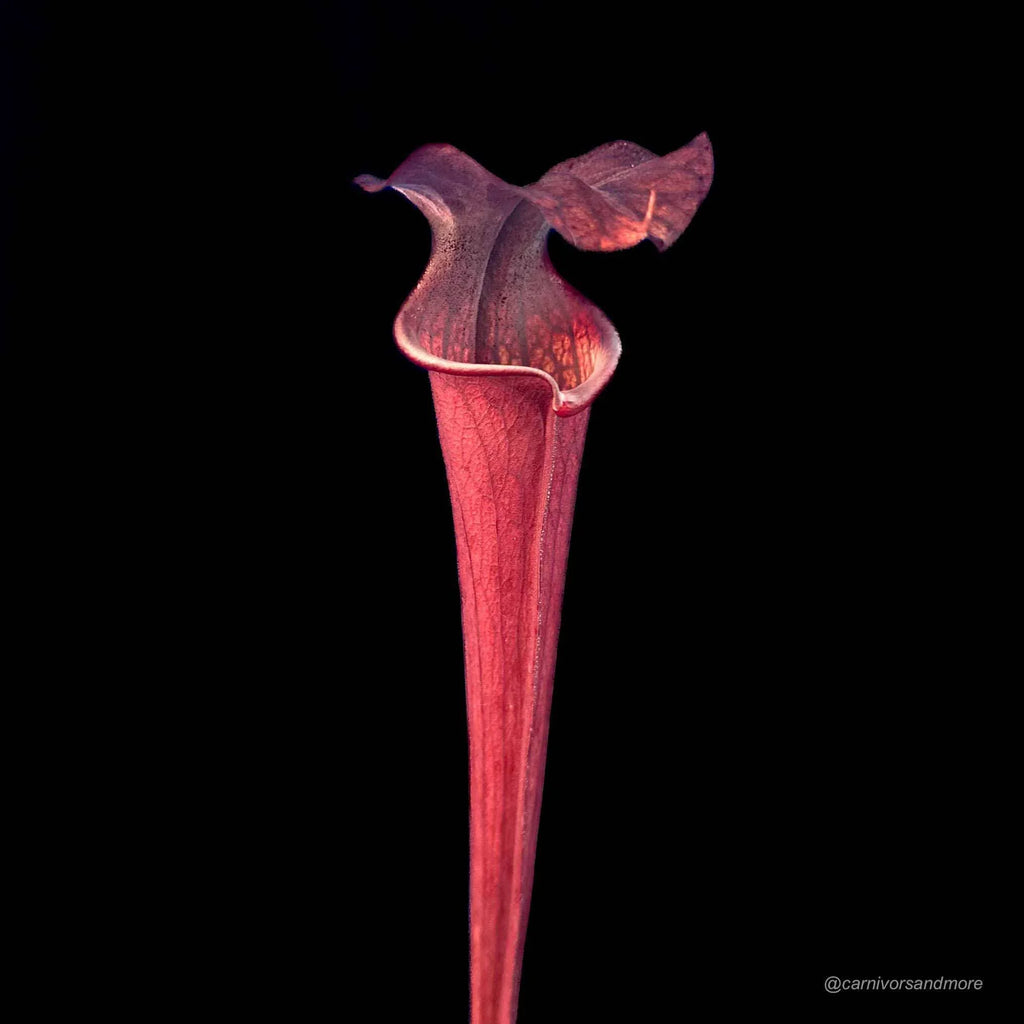 Sarracenia x ip x 110 Red Black 大森食虫植物農園