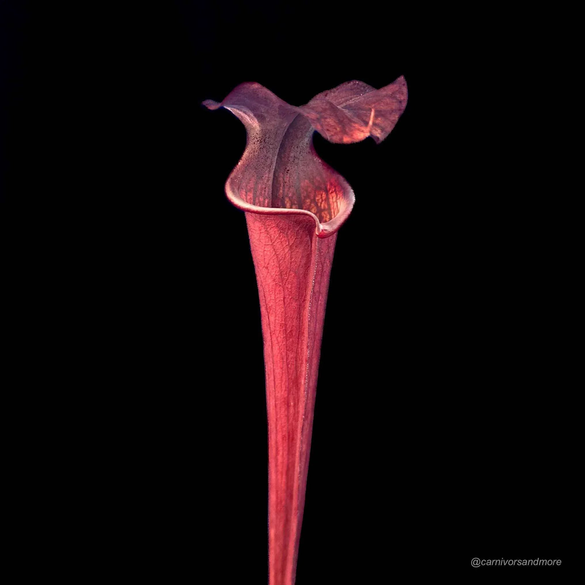Sarracenia x ip x 110 Red Black 大森食虫植物農園