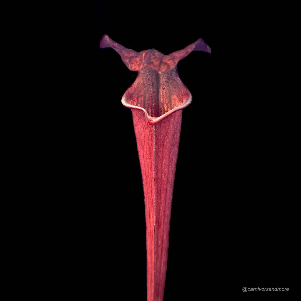 Sarracenia x ip x 110 Red Black 大森食虫植物農園