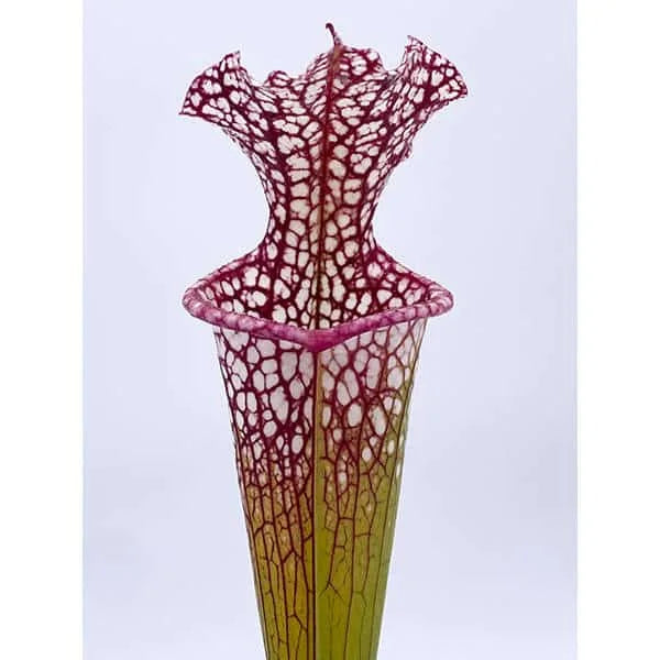 Sarracenia x leucophylla x Adrian Slack, Clone D, ex Srba 大森食虫植物農園