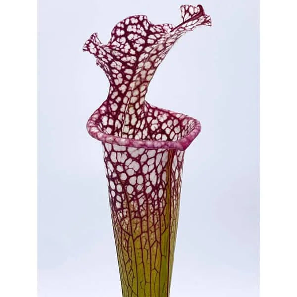 Sarracenia x leucophylla x Adrian Slack, Clone D, ex Srba 大森食虫植物農園