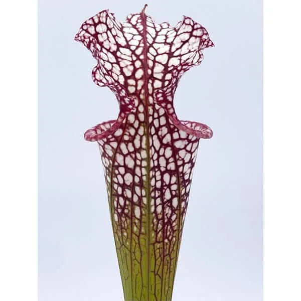 Sarracenia x leucophylla x Adrian Slack, Clone D, ex Srba 大森食虫植物農園