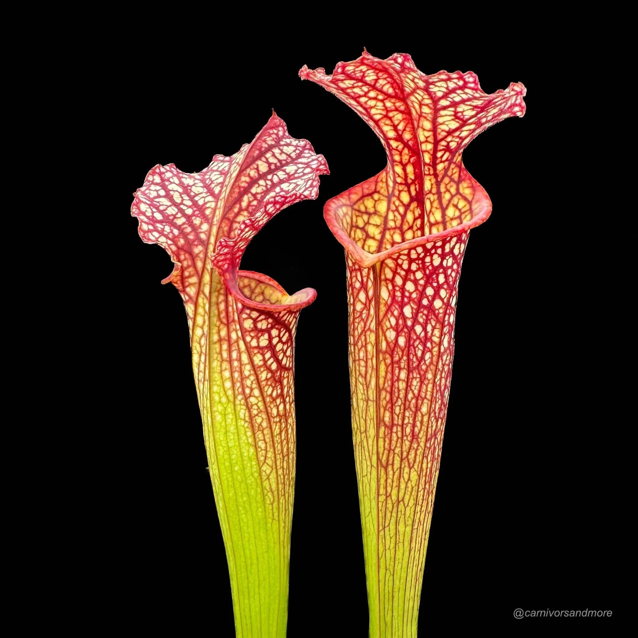Sarracenia x moorei Elisabeth MK H 89 大森食虫植物農園