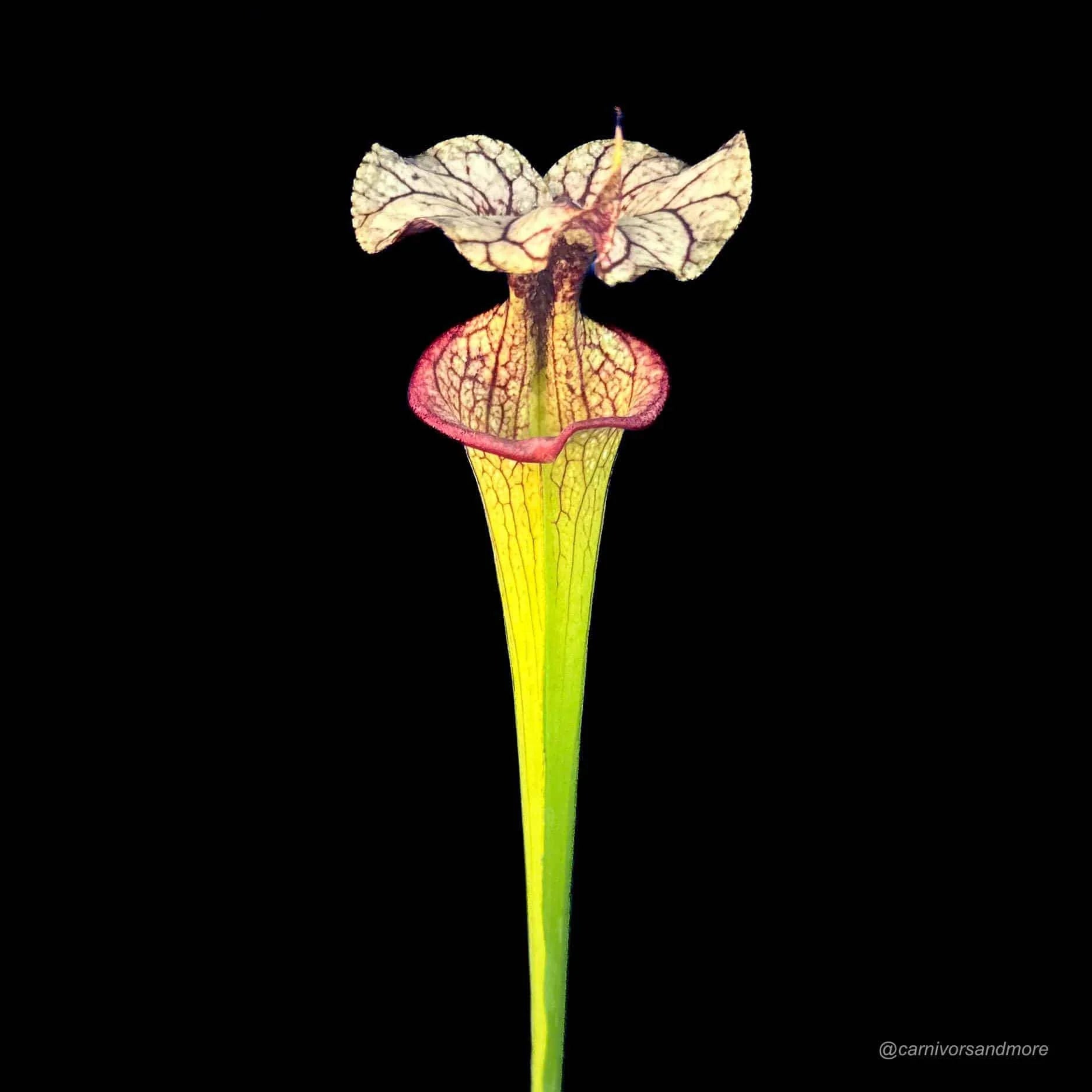 Sarracenia x moorei „Adrian Slack“ 大森食虫植物農園