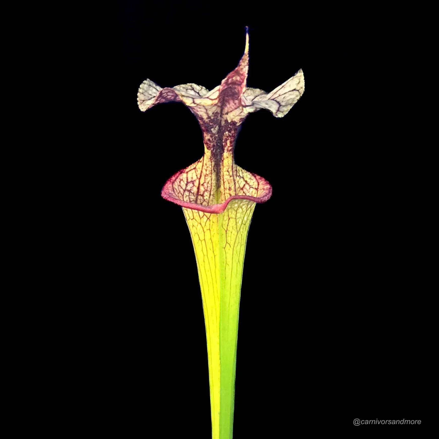 Sarracenia x moorei „Adrian Slack“ 大森食虫植物農園