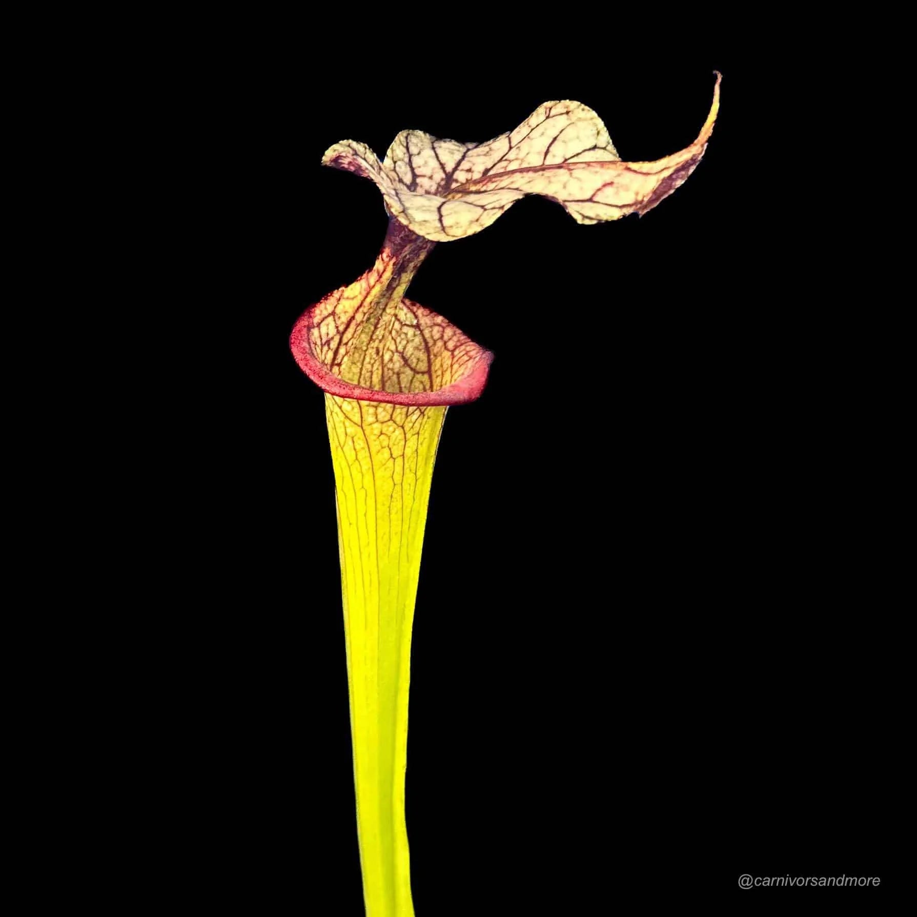 Sarracenia x moorei „Adrian Slack“ 大森食虫植物農園