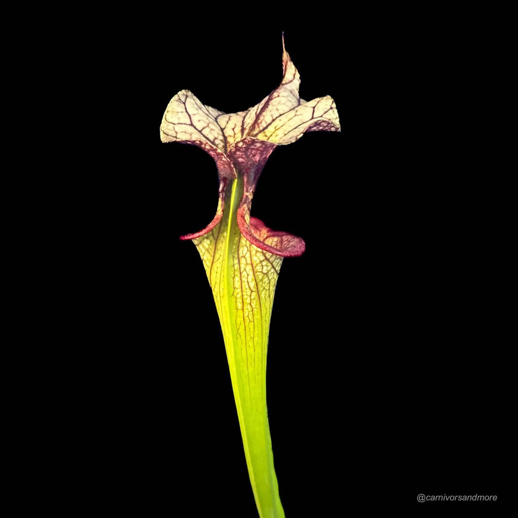 Sarracenia x moorei „Adrian Slack“ 大森食虫植物農園
