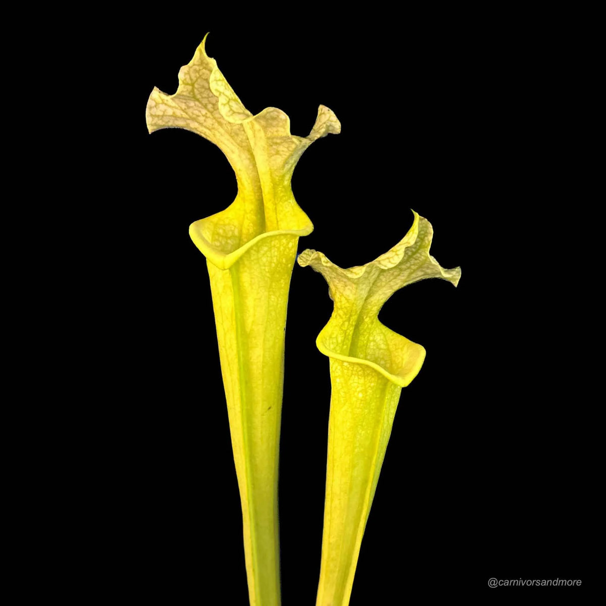 Sarracenia x moorei „All Green“ 大森食虫植物農園
