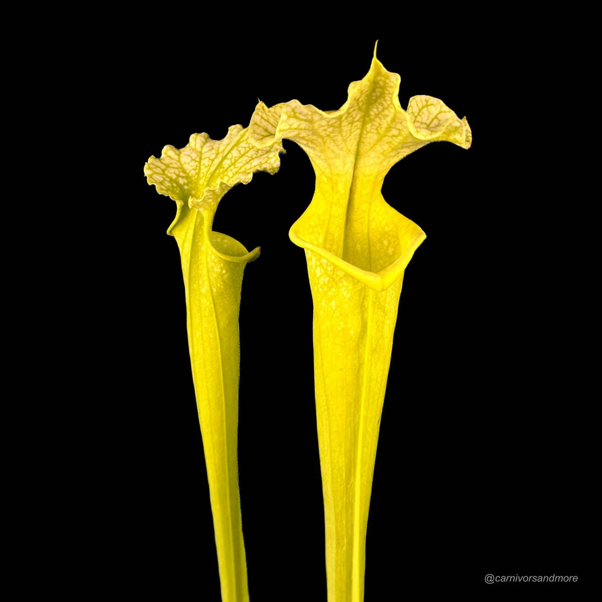Sarracenia x moorei „All Green“ 大森食虫植物農園