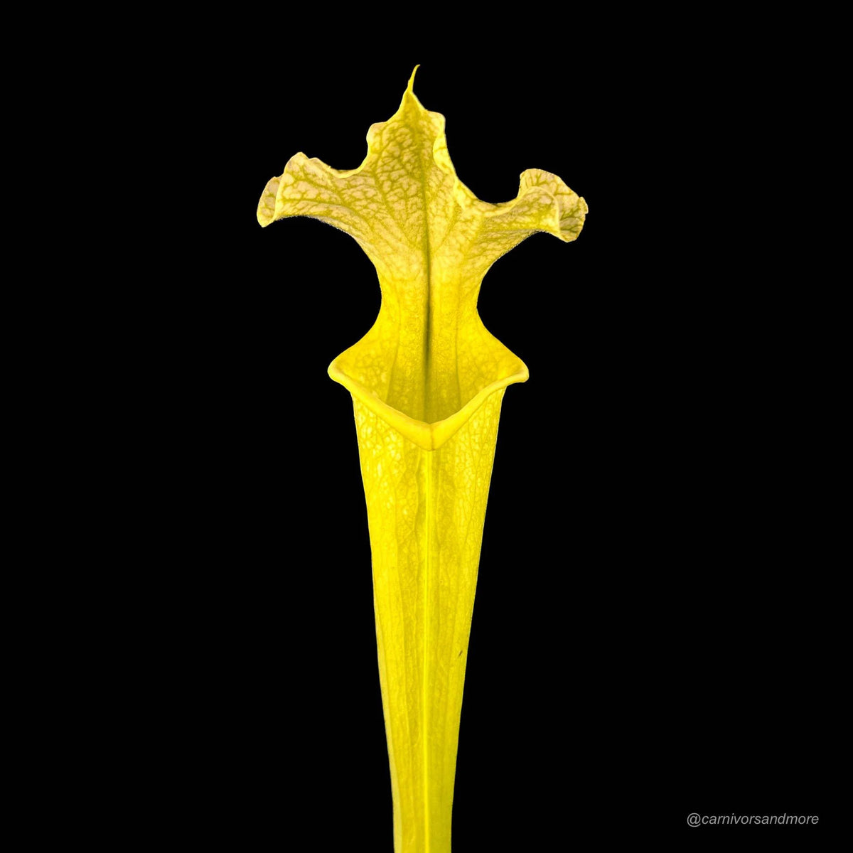 Sarracenia x moorei „All Green“ 大森食虫植物農園