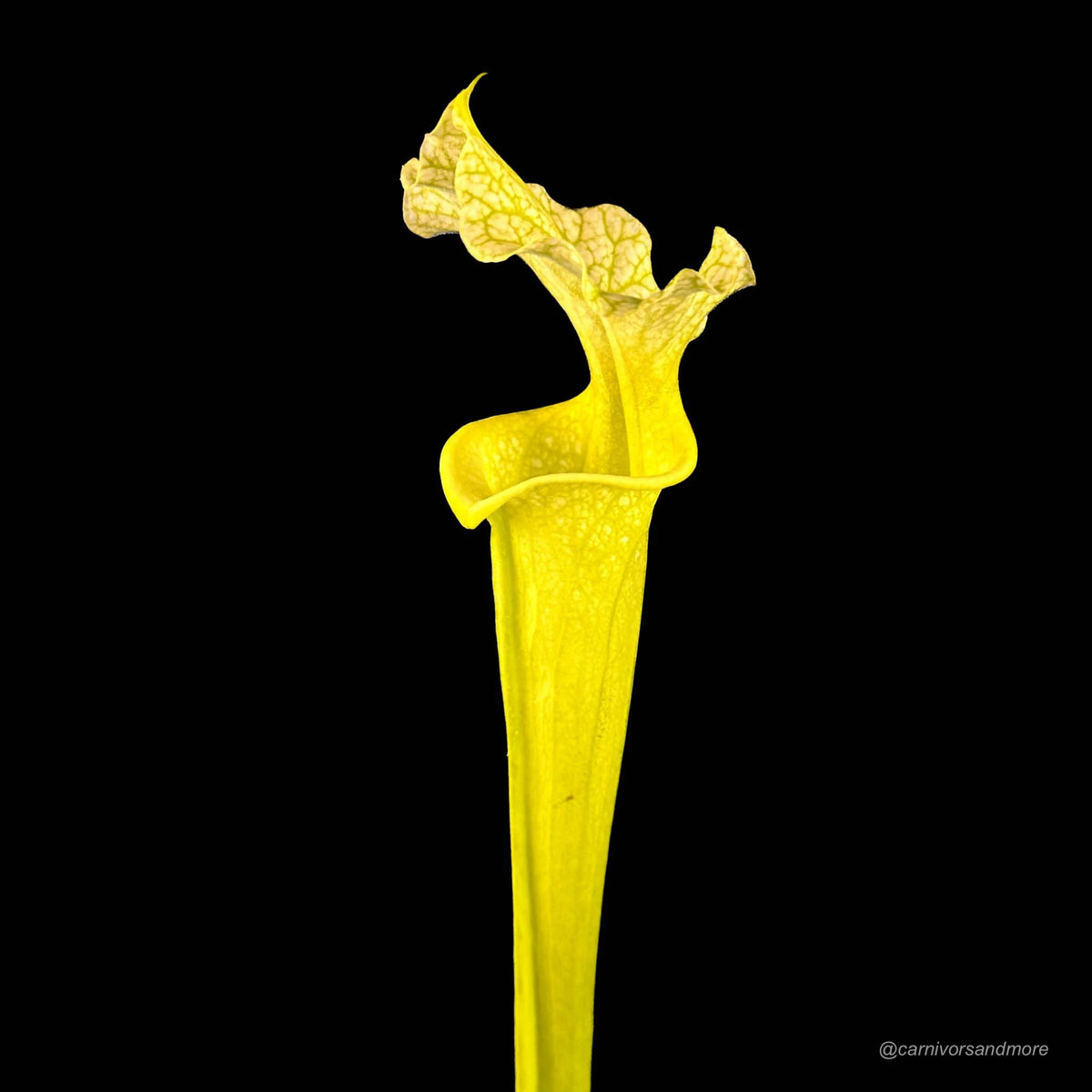 Sarracenia x moorei „All Green“ 大森食虫植物農園