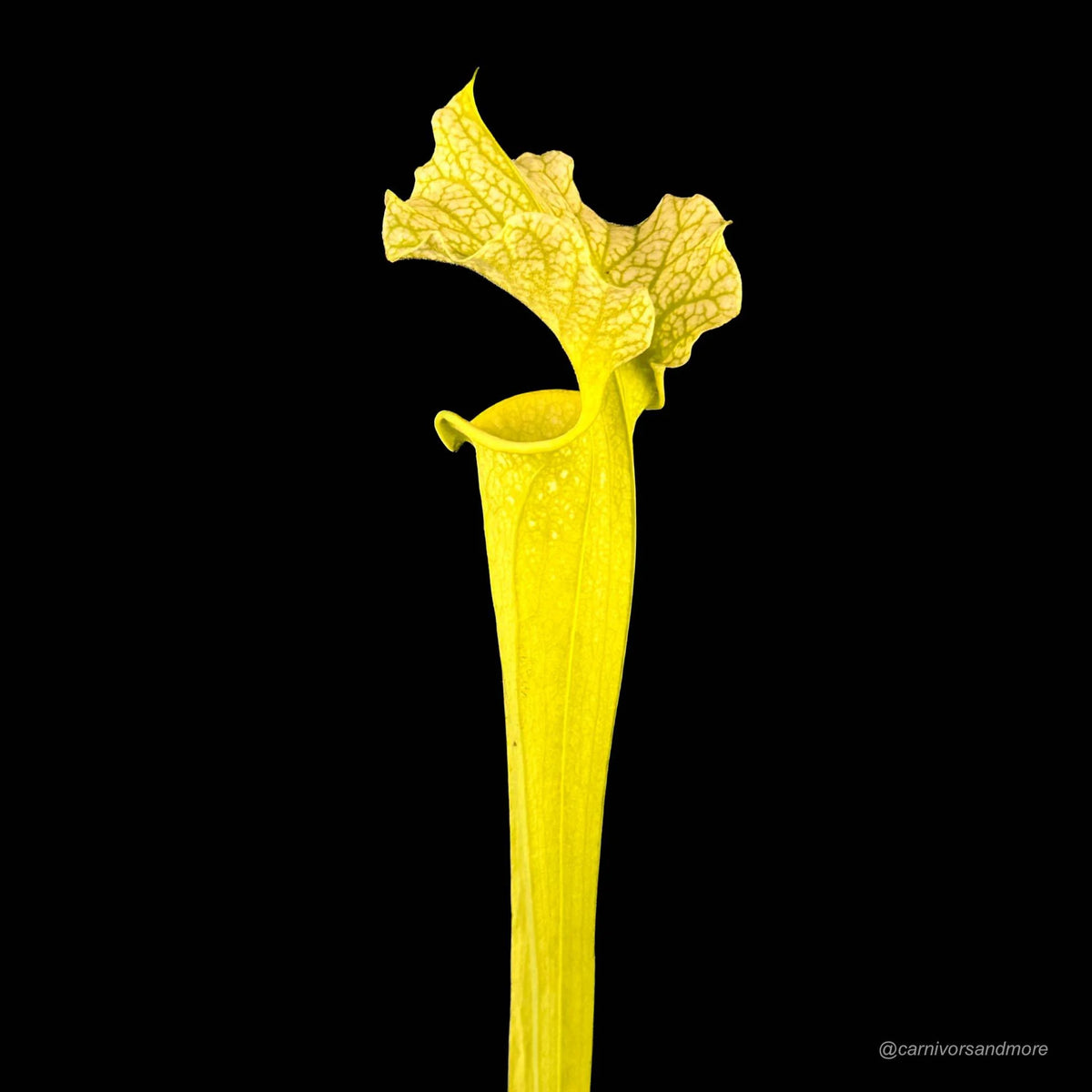 Sarracenia x moorei „All Green“ 大森食虫植物農園