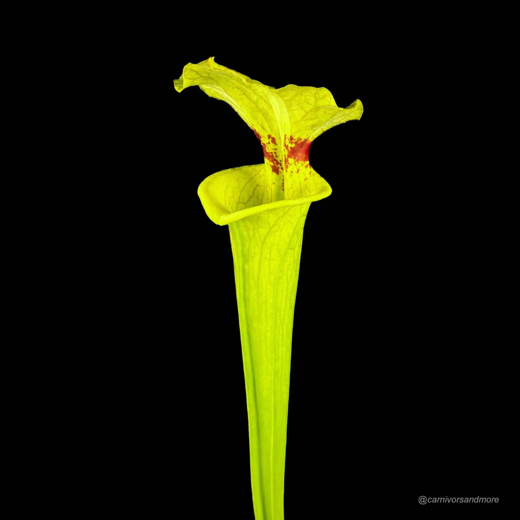 Sarracenia x moorei „Brook’s Hybrid“, XXL plants 大森食虫植物農園