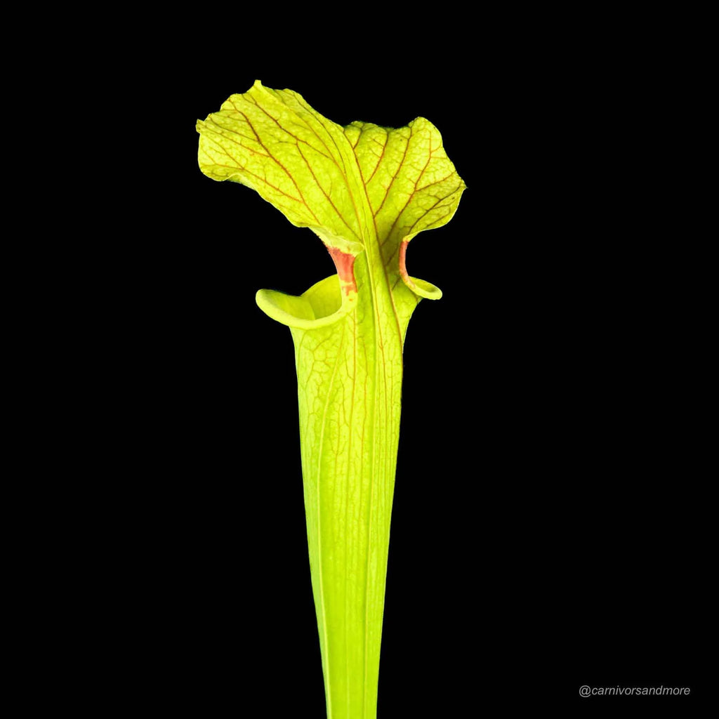Sarracenia x moorei „Brook’s Hybrid“, XXL plants 大森食虫植物農園