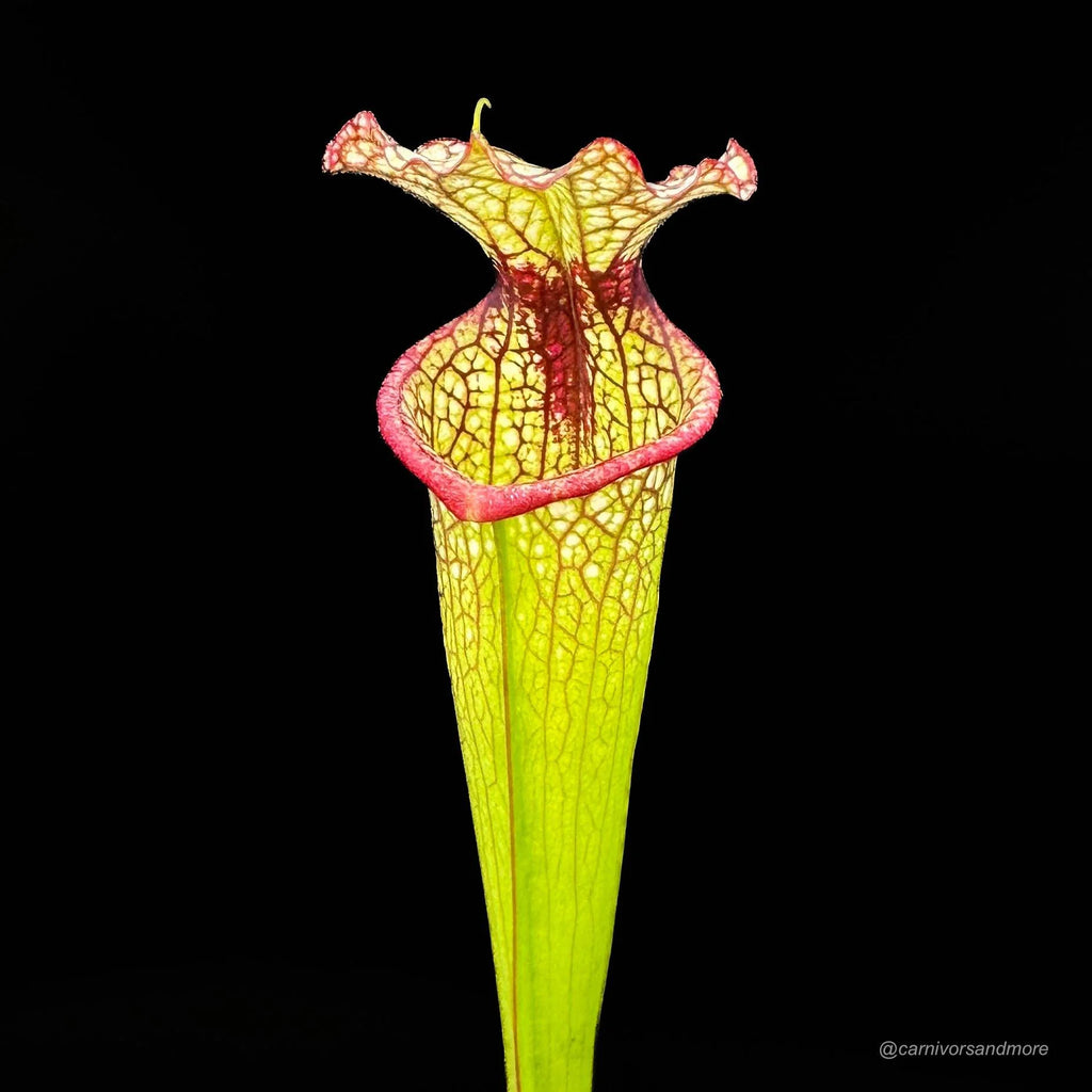 Sarracenia x moorei „Leah Wilkerson“, 30-40 cm 大森食虫植物農園