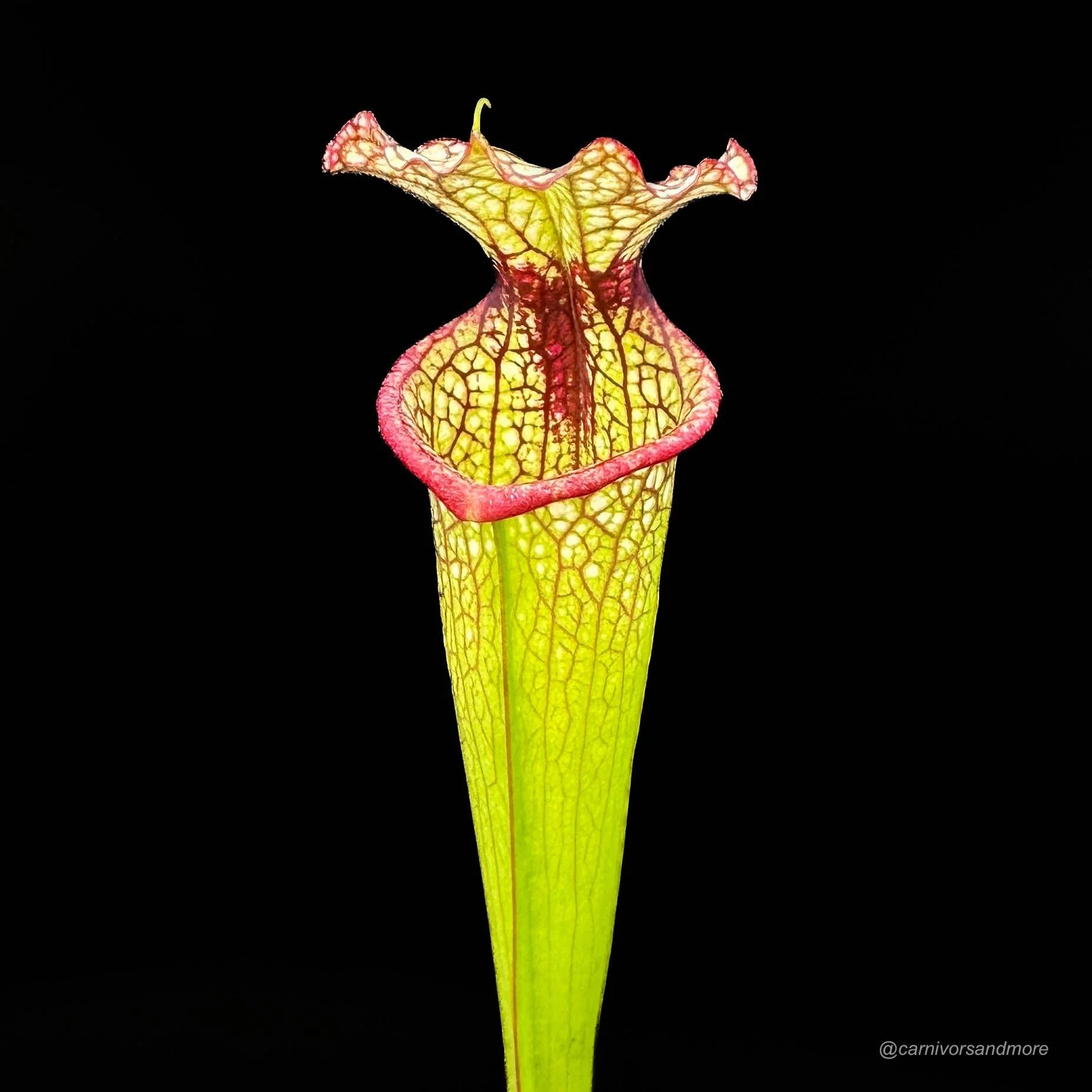 Sarracenia x moorei „Leah Wilkerson“, 30-40 cm 大森食虫植物農園