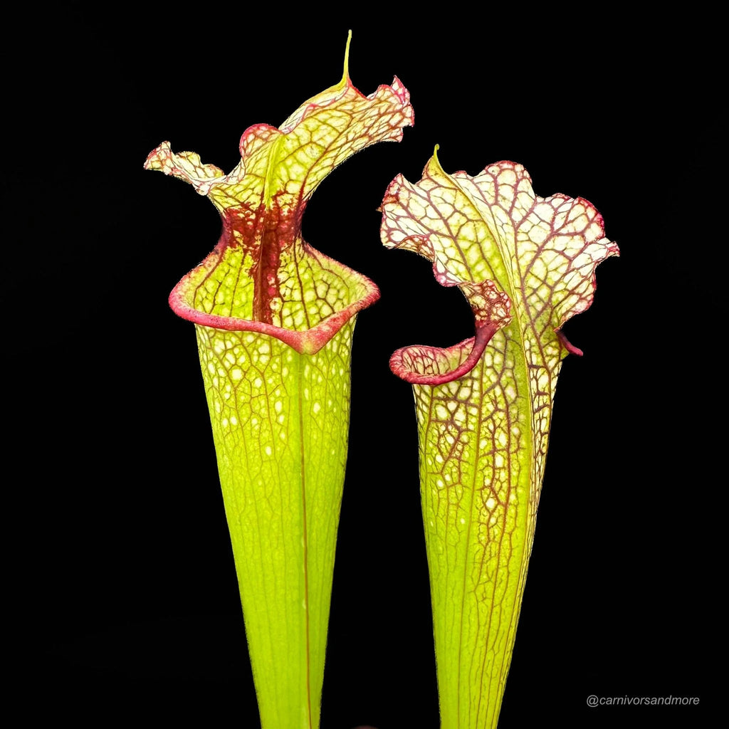 Sarracenia x moorei „Leah Wilkerson“, adult plants 大森食虫植物農園