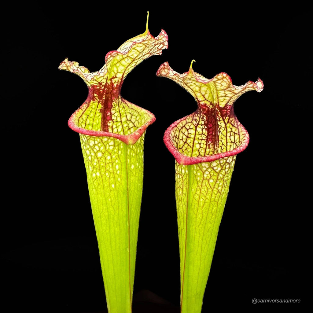 Sarracenia x moorei „Leah Wilkerson“, adult plants 大森食虫植物農園
